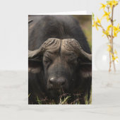 Weidewasser Buffalo Grußkarte Karte (Gelbe Blume)