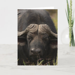 Weidewasser Buffalo Grußkarte Karte