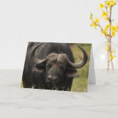 Weidewasser Buffalo Grußkarte Karte (Gelbe Blume)
