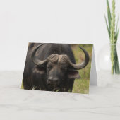 Weidewasser Buffalo Grußkarte Karte (Vorderseite)