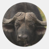 Weidewasser-Buffalo-Stickers Runder Aufkleber (Vorderseite)