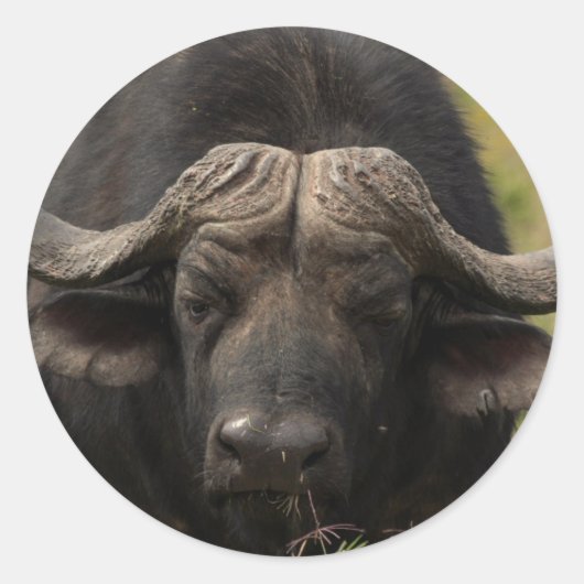 Weidewasser-Buffalo-Stickers Runder Aufkleber (Vorderseite)