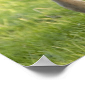 Weidewirtschaft von Fohlen im Landkreis Wexford, I Poster (Ecke)