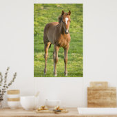 Weidewirtschaft von Fohlen im Landkreis Wexford, I Poster (Küche)