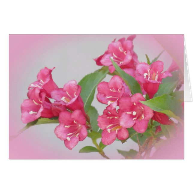 Weigela-Blüte (Vorderseite (Horizontal))