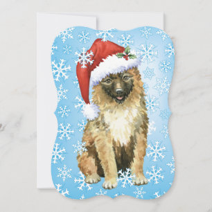 Weihnachten Belgisch Laekenois