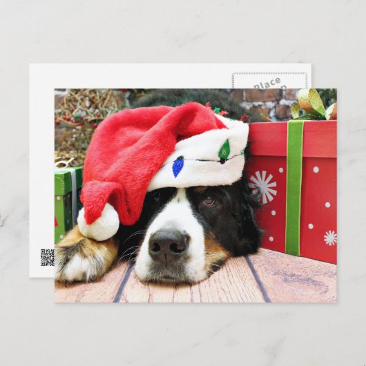 Weihnachten - Berner Hund - Mya (Vorne/Hinten)