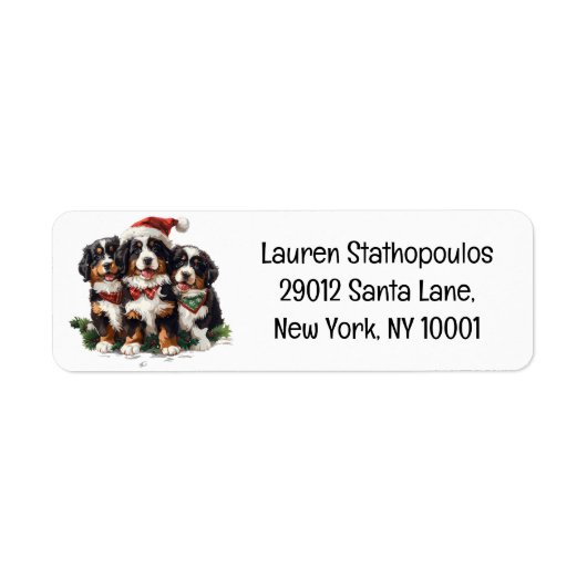 Weihnachten Berner Hunde (Vorne)