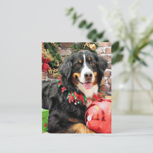 Weihnachten - Bernese Gebirgshund - Chloe (Stehend Vorderseite)