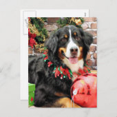 Weihnachten - Bernese Gebirgshund - Chloe (Vorne/Hinten)