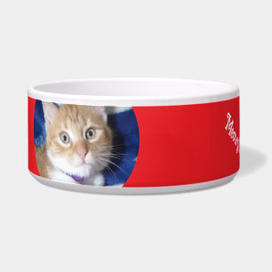 Weihnachten, Beste Katze Aller Zeiten , Katzenfoto Napf