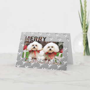 Weihnachten - Bichon Frise - Harry und Hermie