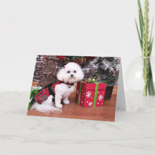 Weihnachten - Bichon Frise - Mia
