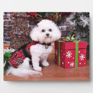 Weihnachten - Bichon Frise - Mia Fotoplatte