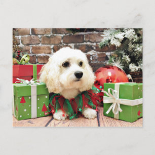 Weihnachten - Bichon Frise X - Bella