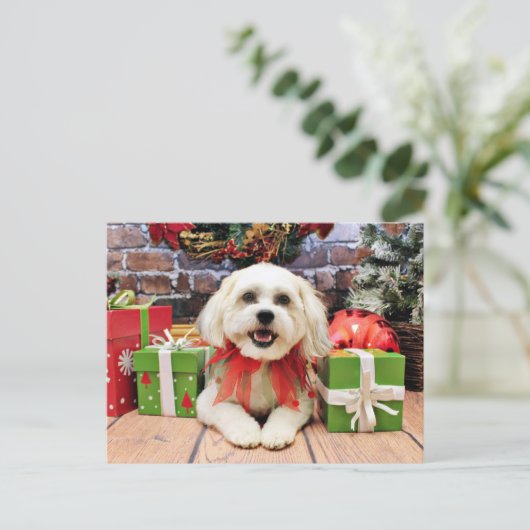 Weihnachten - Bichon X - Bella (Stehend Vorderseite)