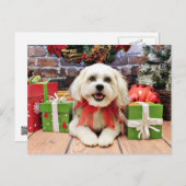 Weihnachten - Bichon X - Bella (Vorne/Hinten)