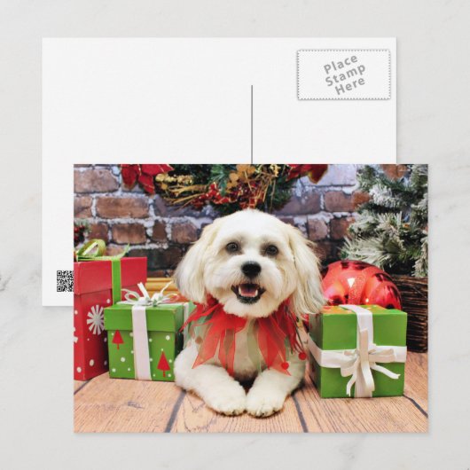 Weihnachten - Bichon X - Bella (Vorne/Hinten)