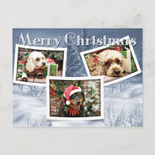 Weihnachten - Border Collie - Cockapoo
