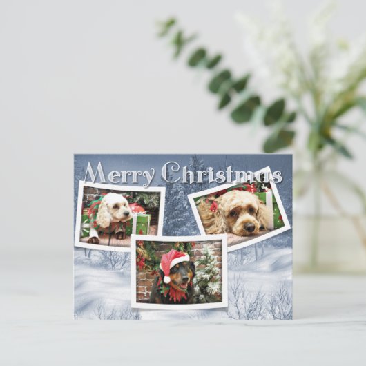 Weihnachten - Border Collie - Cockapoo (Stehend Vorderseite)
