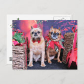 Weihnachten - Brüssel Griffon - Marv und Marge (Vorne/Hinten)