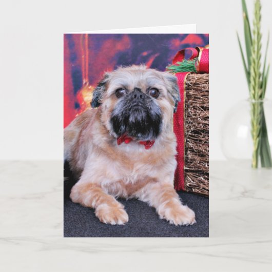 Weihnachten - Brüssel Griffon - Oliver (Vorderseite)
