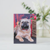 Weihnachten - Brüssel Griffon - Oliver (Stehend Vorderseite)
