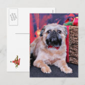 Weihnachten - Brüssel Griffon - Oliver (Vorne/Hinten)