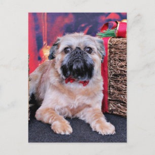 Weihnachten - Brüssel Griffon - Oliver