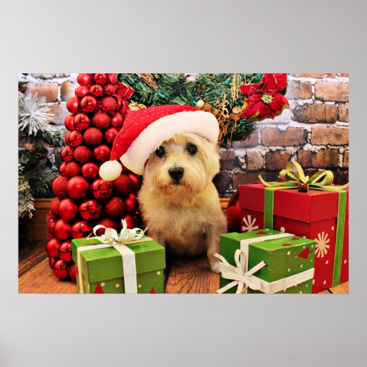 Weihnachten - Cairn Terrier - Roxy Poster (Vorne)