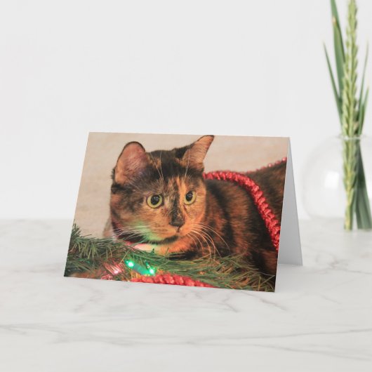 Weihnachten Calico, Cat mag Lichter! Blanke Noten! (Vorderseite)