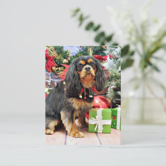 Weihnachten - Cavalier - Charlie (Stehend Vorderseite)