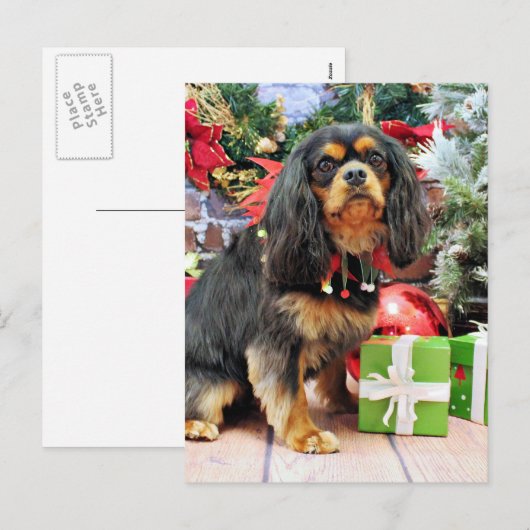 Weihnachten - Cavalier - Charlie (Vorne/Hinten)