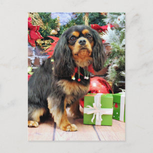 Weihnachten - Cavalier - Charlie