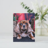 Weihnachten - Cavalier - Cooper (Stehend Vorderseite)