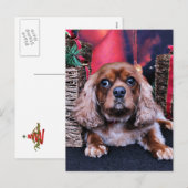 Weihnachten - Cavalier - Cooper (Vorne/Hinten)