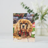 Weihnachten - Cavalier King Charles Spaniel - Lily (Stehend Vorderseite)