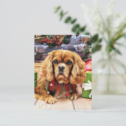 Weihnachten - Cavalier King Charles Spaniel - Lily (Stehend Vorderseite)