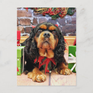 Weihnachten - Cavalier King Charles Spaniel SweetP