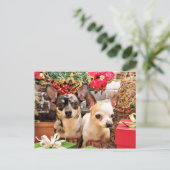 Weihnachten - Chihuahua - Gordy und Pedro (Stehend Vorderseite)
