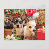 Weihnachten - Chihuahua - Gordy und Pedro (Vorderseite)