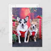 Weihnachten - Chihuahua - Moo Moo und Ginger (Vorne/Hinten)