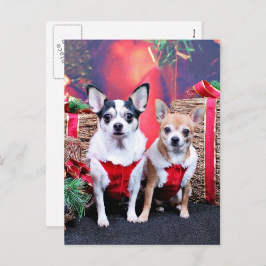 Weihnachten - Chihuahua - Moo Moo und Ginger (Vorne/Hinten)