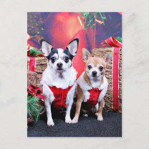Weihnachten - Chihuahua - Moo Moo und Ginger