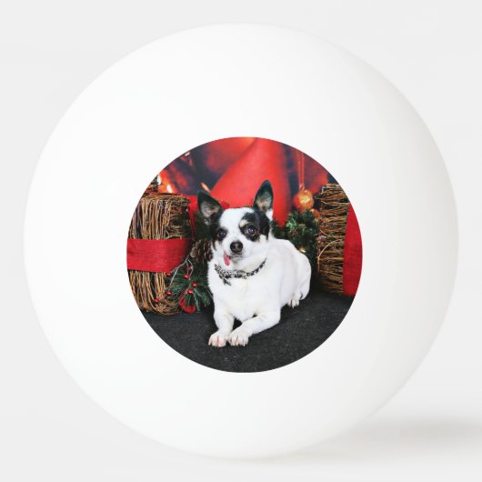Weihnachten - Chihuahua X - Stella Tischtennisball (Vorderseite)