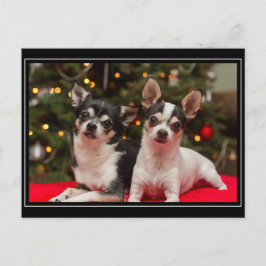 Weihnachten Chihuahuas
