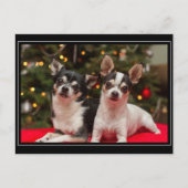 Weihnachten Chihuahuas (Vorderseite)