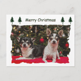 Weihnachten Chihuahuas