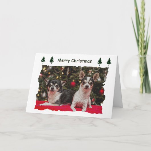 Weihnachten Chihuahuas (Vorderseite)