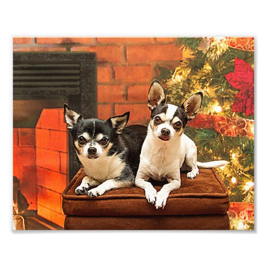 Weihnachten Chihuahuas Fotodruck (Vorne)